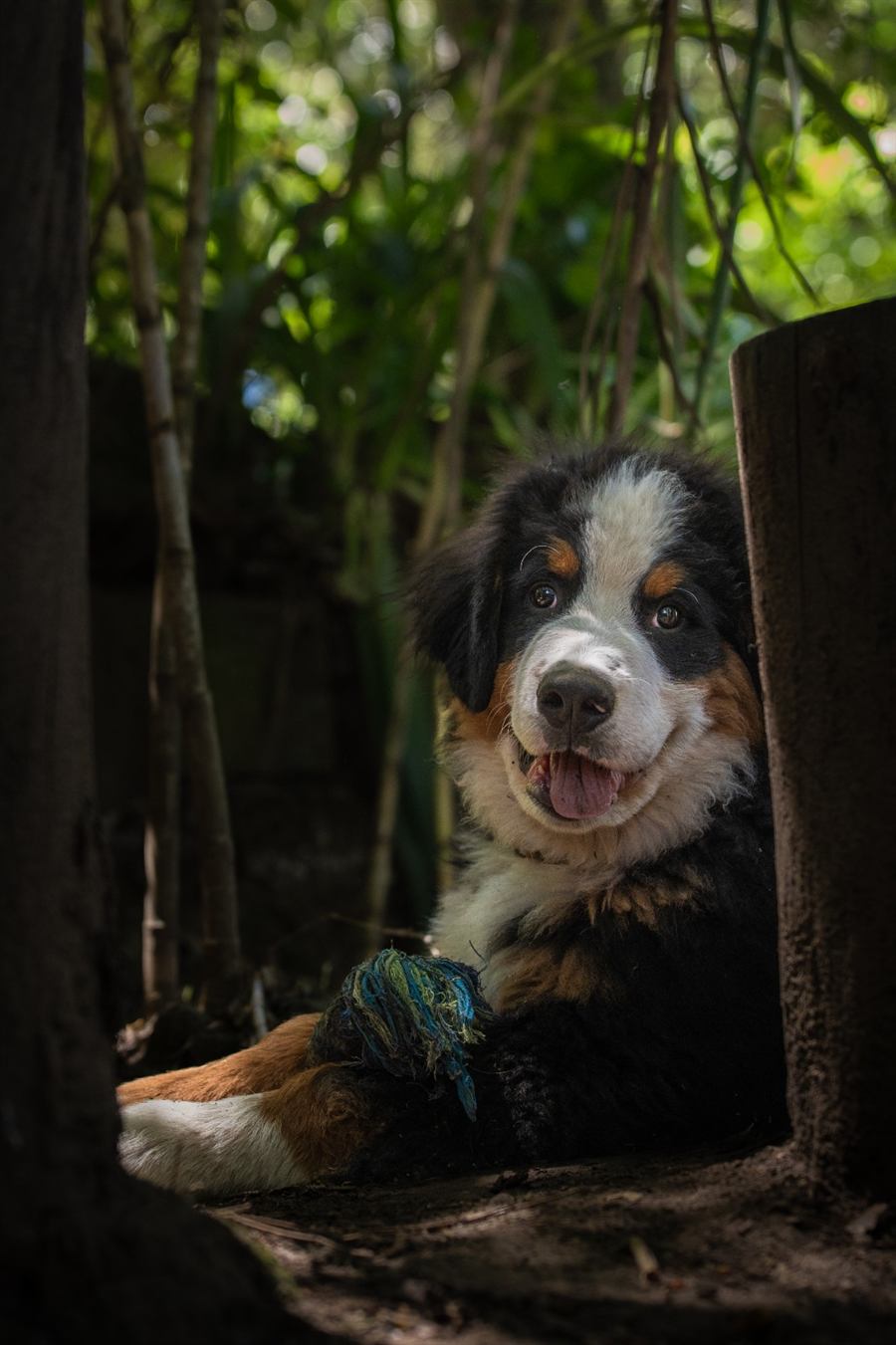 Bruno de cachorro con su juguete
